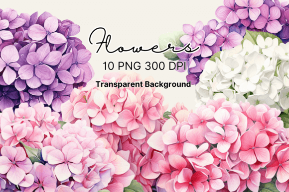 Download Watercolor Hydrangea Flowers Clipart - Premium Resources